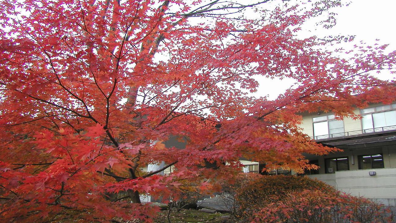 Hotel Natural Garden Nikko Exterior photo